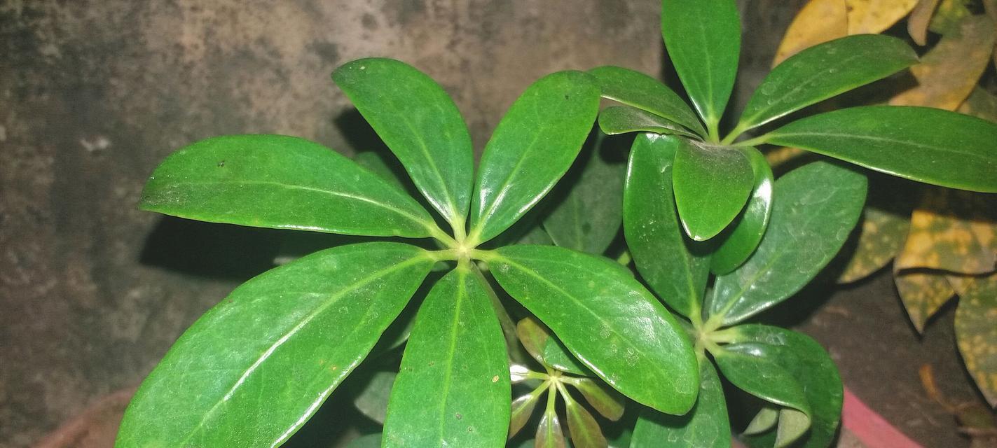 鸭掌木还有哪些别名？它的特性是什么？