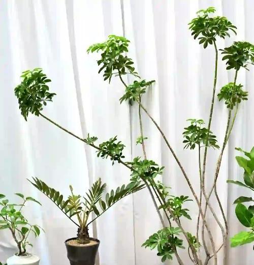 鸭掌木还有哪些别名？它的特性是什么？