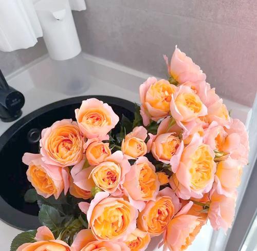玫瑰切花不开花的原因是什么？如何解决？