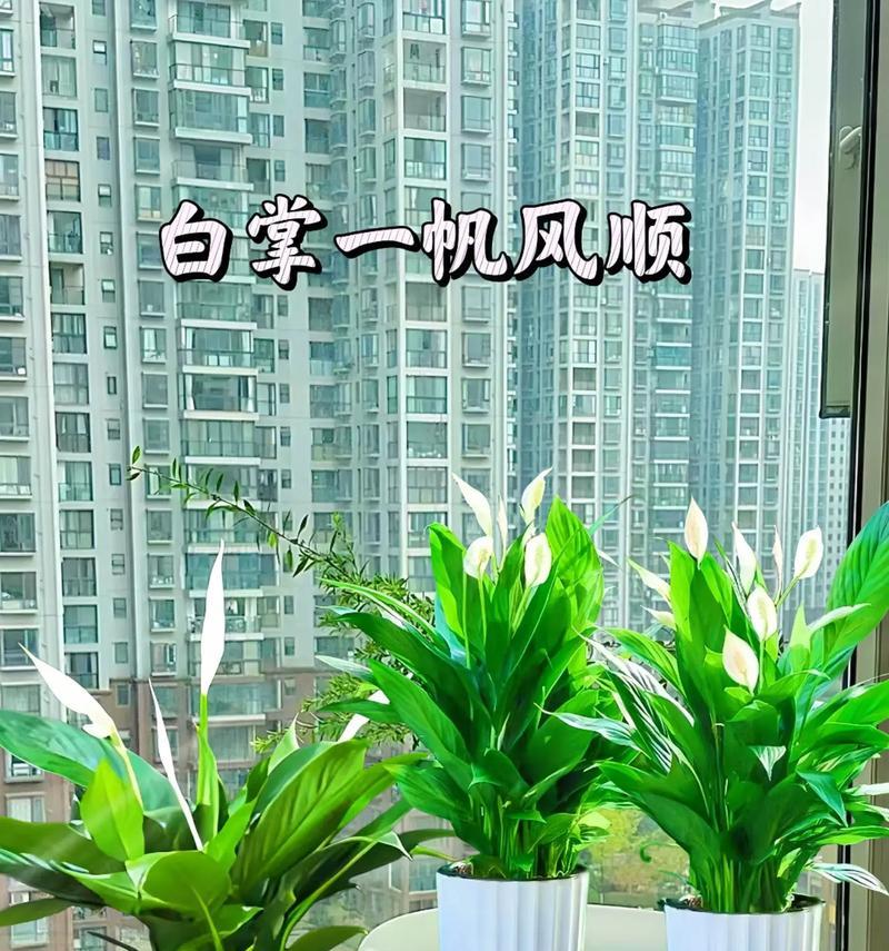 白掌水培需要注意什么？如何保证水培成功？