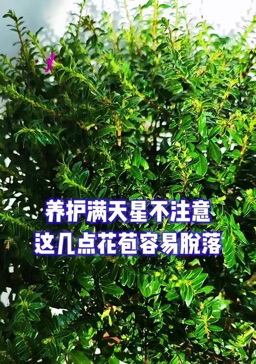 满天星种植需要注意哪些事项？如何保证满天星良好生长？