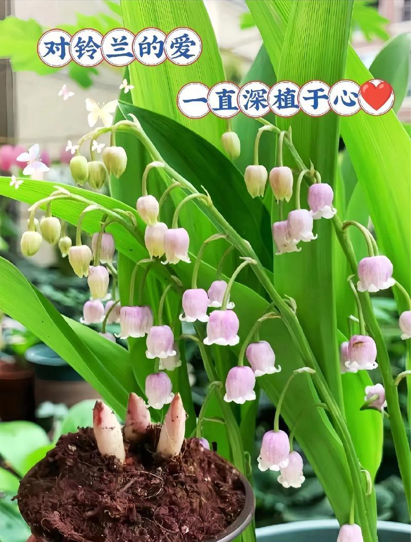植子花的养殖技巧有哪些？怎样才能养好植子花？
