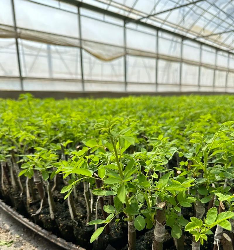 玫瑰花的种植技巧是什么？需要注意哪些事项？