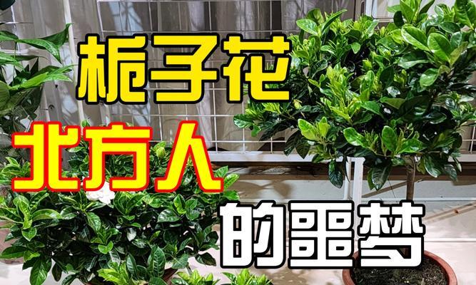 栀子花在北方怎么养才能长得茂盛？需要注意什么？