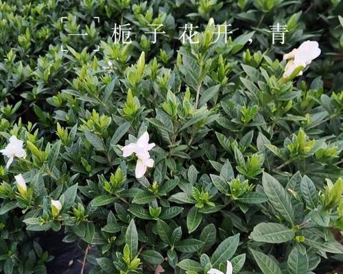 栀子花在北方怎么养才能长得茂盛？需要注意什么？