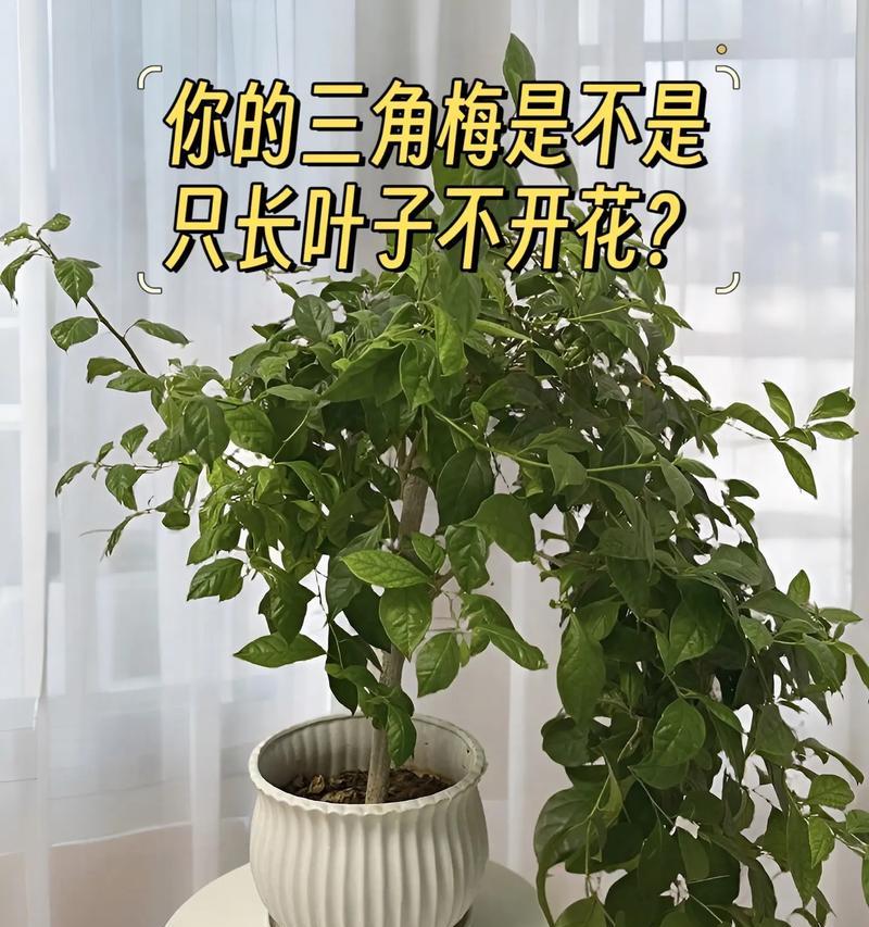 如何让三角梅开花？促进三角梅开花的方法有哪些？