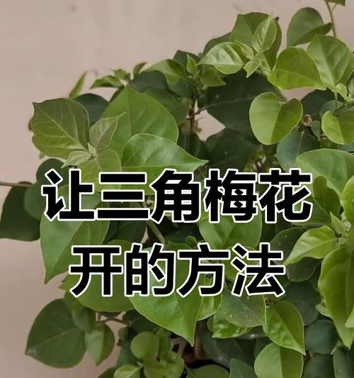 如何让三角梅开花？促进三角梅开花的方法有哪些？