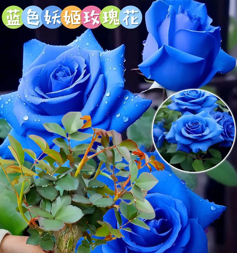 蓝色妖姬是哪种花？它有什么独特的花语？