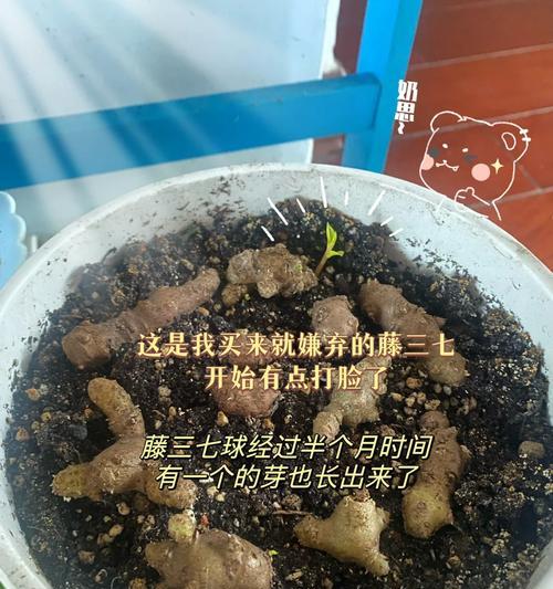 田七的日常养护方法是什么？