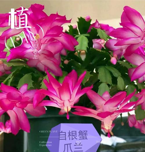 蟹爪兰非嫁接养护方法是什么？