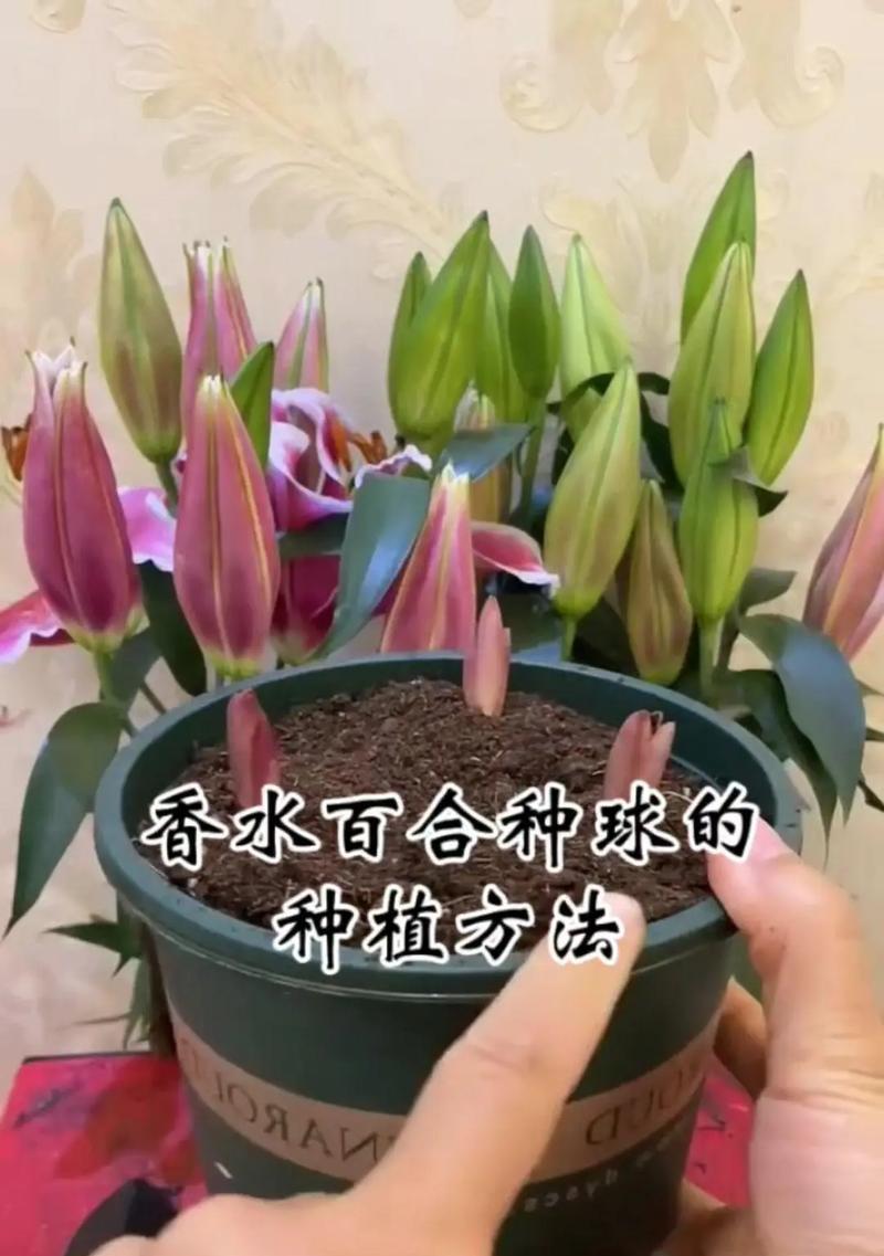 百合花盆栽在冬天会冻死吗？如何防止冻害？