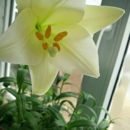 百合花盆栽在冬天会冻死吗？如何防止冻害？