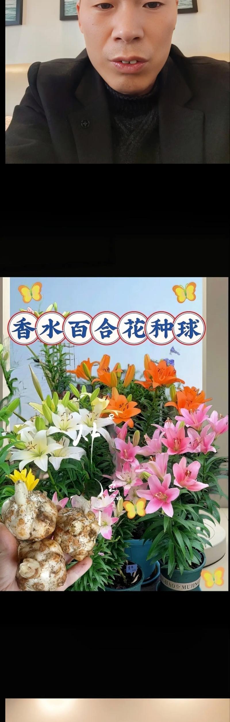 百合花盆栽在冬天会冻死吗？如何防止冻害？