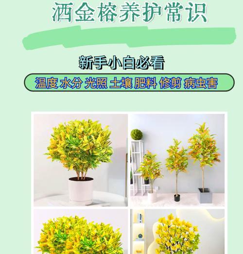 榕树掉叶子的常见原因有哪些？如何有效解决？