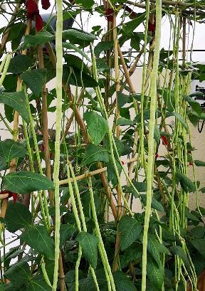 阳台盆栽豆角需要注意哪些要点？如何提高豆角的产量？