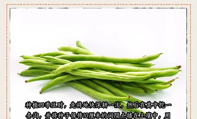 阳台盆栽豆角需要注意哪些要点？如何提高豆角的产量？