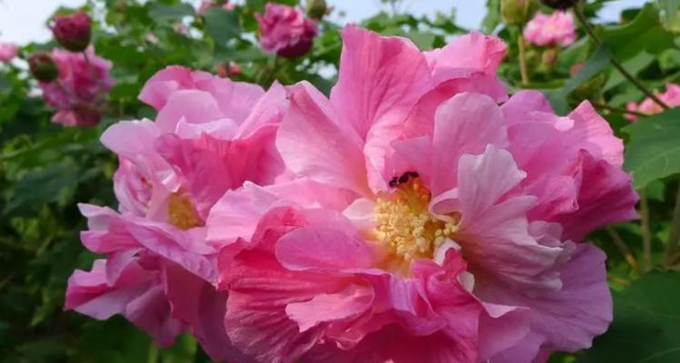 芙蓉花浇水需要注意什么？