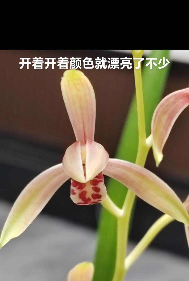 建兰什么时候分盆？分盆的最佳时机是什么时候？