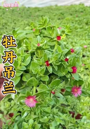吊兰有哪些品种？各自的特性是什么？
