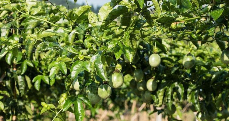 盆栽百香果的施肥技巧是什么？如何根据季节调整施肥？