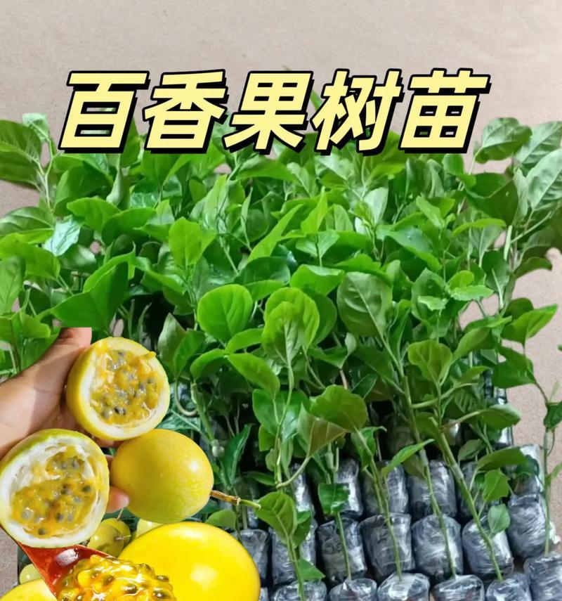 盆栽百香果的施肥技巧是什么？如何根据季节调整施肥？