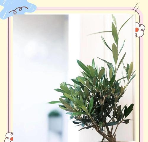 常绿树种的特点是什么？如何进行养护管理？