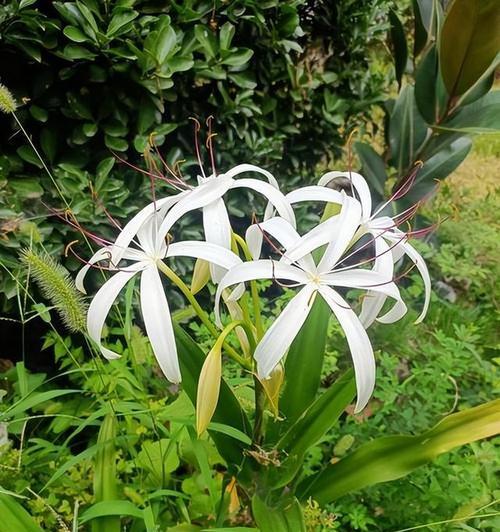 文殊兰的开花时间是什么时候？如何促进文殊兰开花？