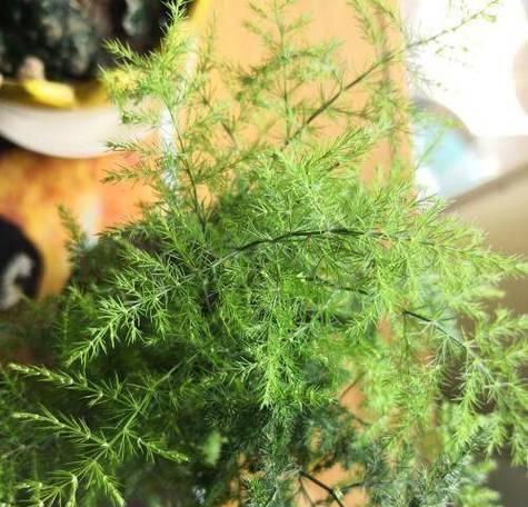 文竹分盆的最佳时机是什么时候？分盆后如何管理？