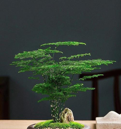 文竹分盆的最佳时机是什么时候？分盆后如何管理？