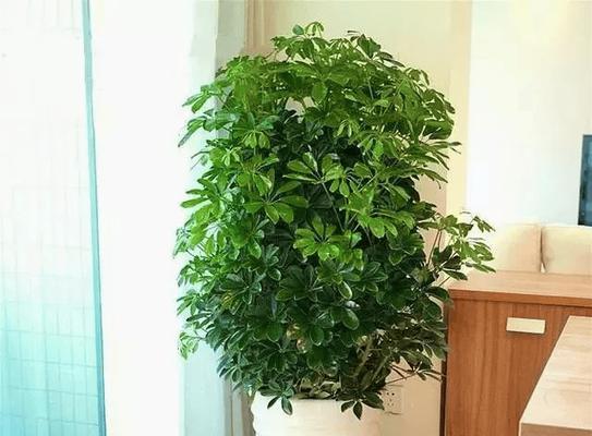 鹅柴掌养护过程中应注意什么？