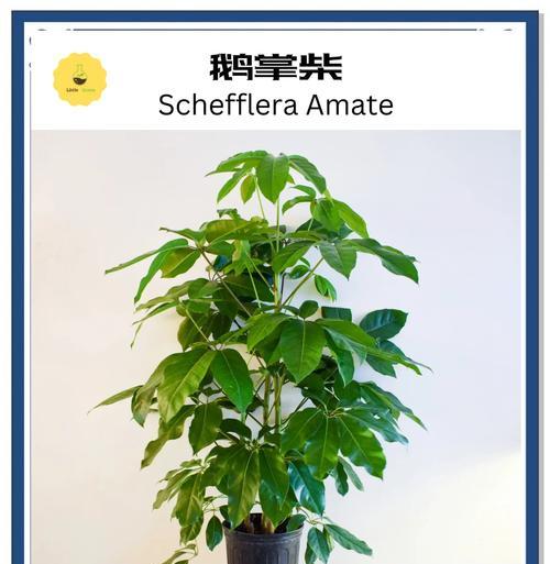 鹅柴掌养护过程中应注意什么？