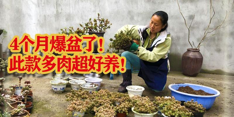 姬秋丽爆盆的秘诀是什么？