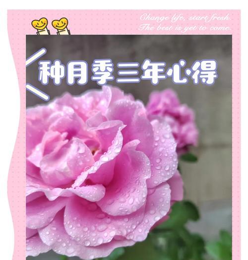 月季花的正确养护方法是什么？如何防治病虫害？