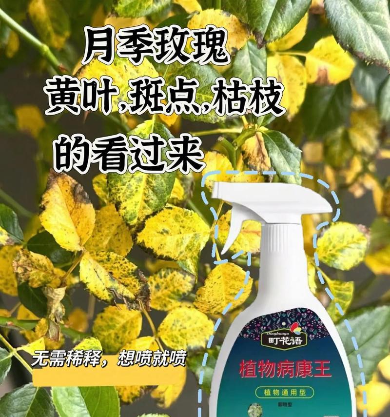 月季花的正确养护方法是什么？如何防治病虫害？