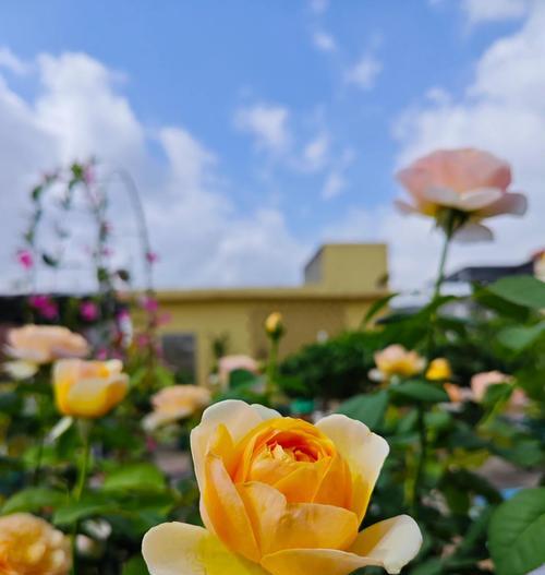 月季花的正确养护方法是什么？如何防治病虫害？