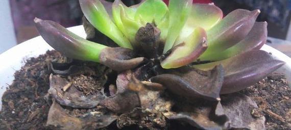 黑王子多肉植物颜色不黑的常见原因是什么？