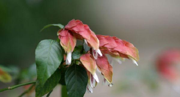虾衣花的养殖技巧是什么？怎样才能养出鲜艳的虾衣花？