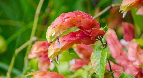 虾衣花的养殖技巧是什么？怎样才能养出鲜艳的虾衣花？