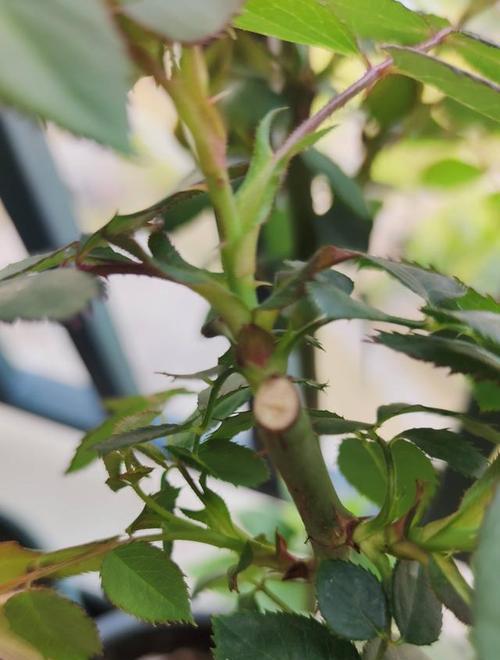 盆栽玫瑰花修剪的最佳时机是什么时候？如何修剪才能促进开花？