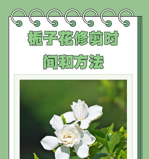 盆栽玫瑰花修剪的最佳时机是什么时候？如何修剪才能促进开花？
