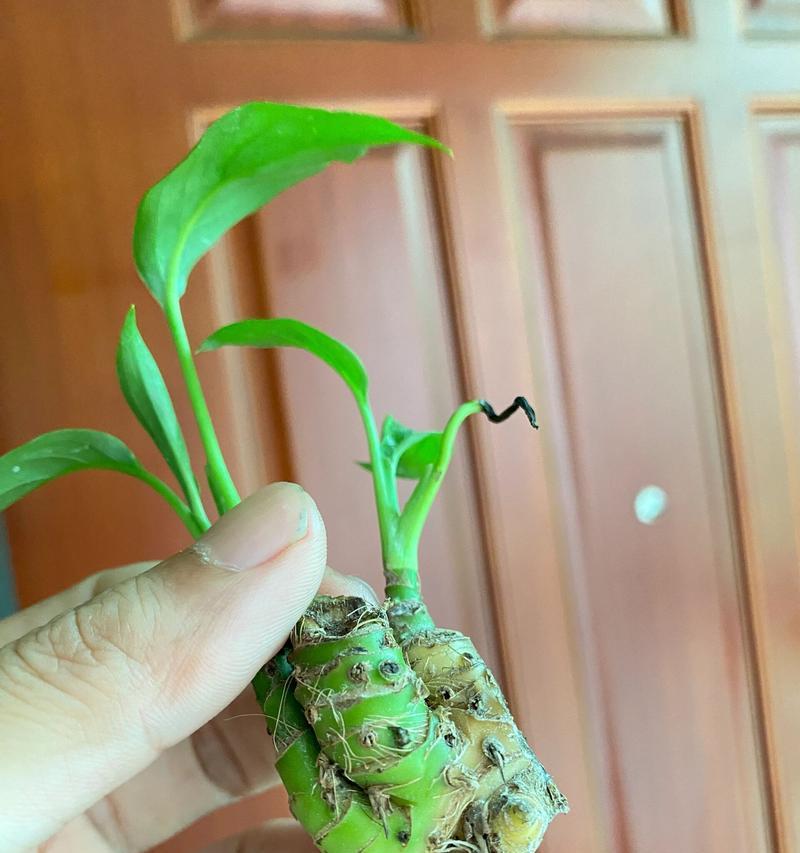 白掌浇水过多如何处理？白掌水多后怎样恢复？