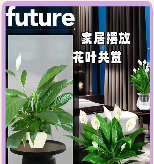 白掌浇水过多如何处理？白掌水多后怎样恢复？