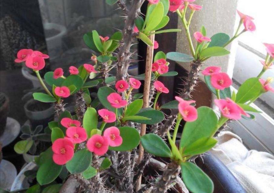 大花虎刺梅养护技巧有哪些？如何处理常见病虫害？