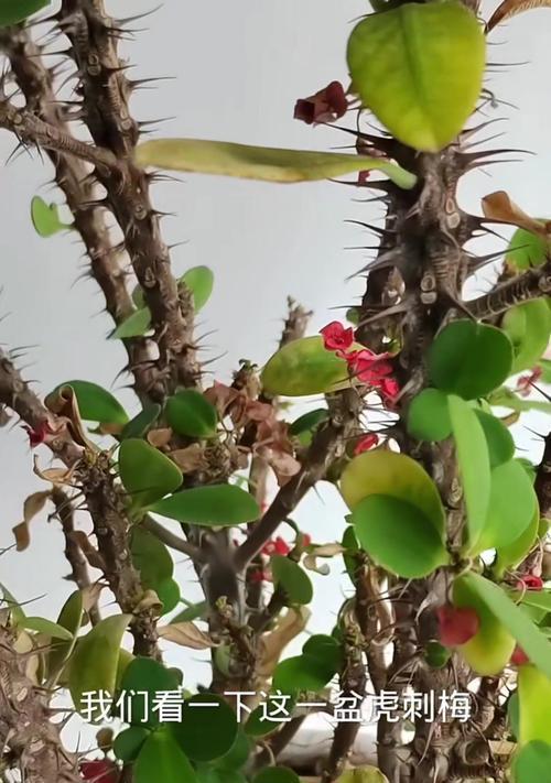 大花虎刺梅养护技巧有哪些？如何处理常见病虫害？
