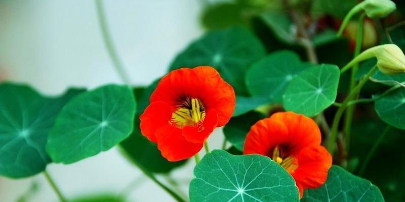 红花黄蕊是什么花？它的特点和养护方法是什么？