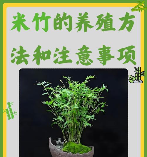 莲花竹开花时间是什么时候？如何促进开花？