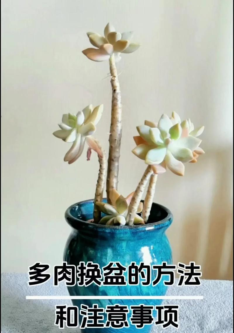 多肉徒长后如何处理？