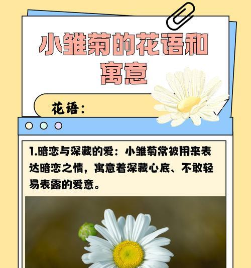雏菊花水养的花期能持续多久？如何延长花期？