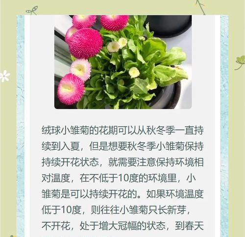雏菊花水养的花期能持续多久？如何延长花期？