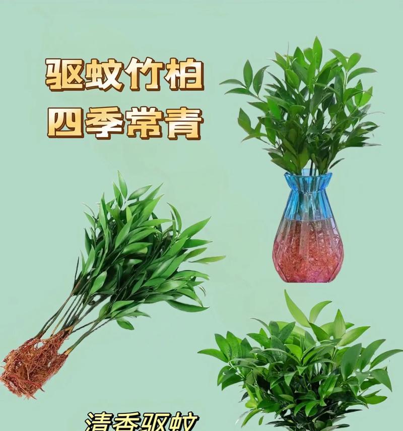 平安竹的养殖技巧是什么？如何保持平安竹健康？
